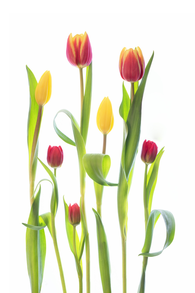 Tulips von Sharon Williams