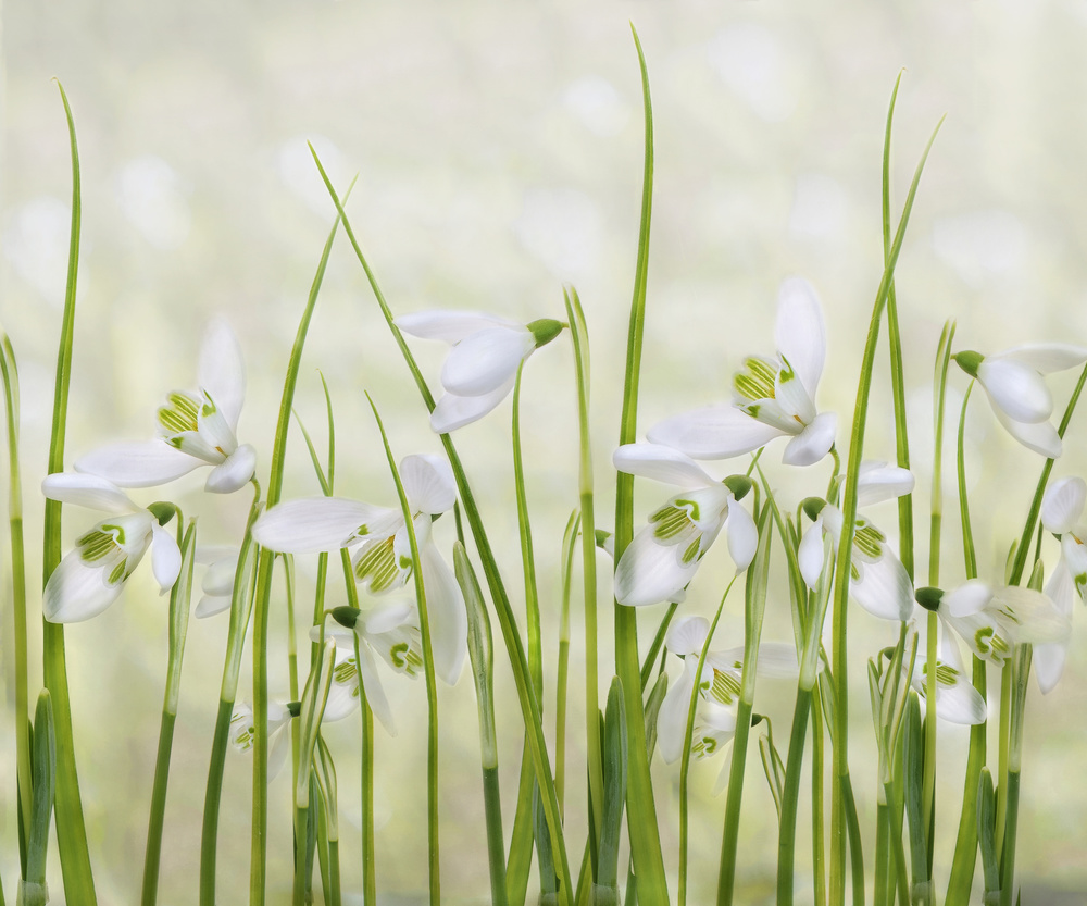 Meadow of Snowdrops von Sharon Williams