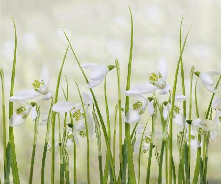 Meadow of Snowdrops