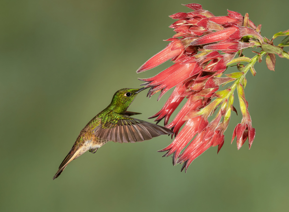 Buff-tailed Coronet - Hummingbird beauty von sheila xu