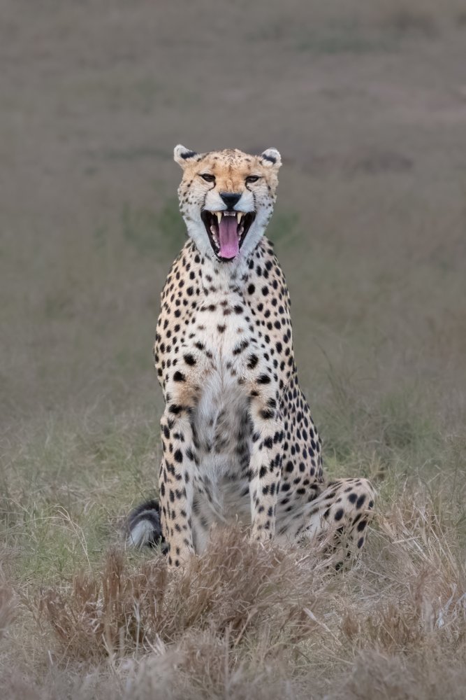 The laughing cheetah von sheila xu