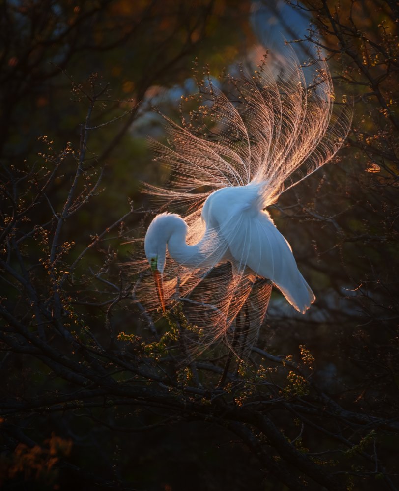 The dancer von sheila xu