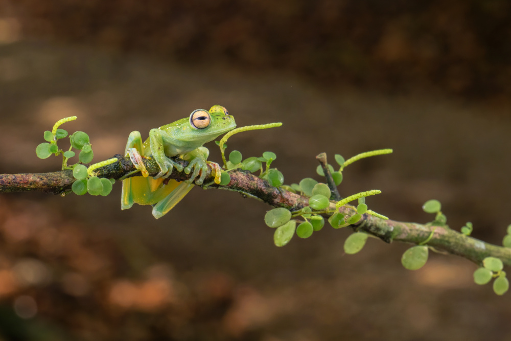 A Costa Rica Frog von sheila xu