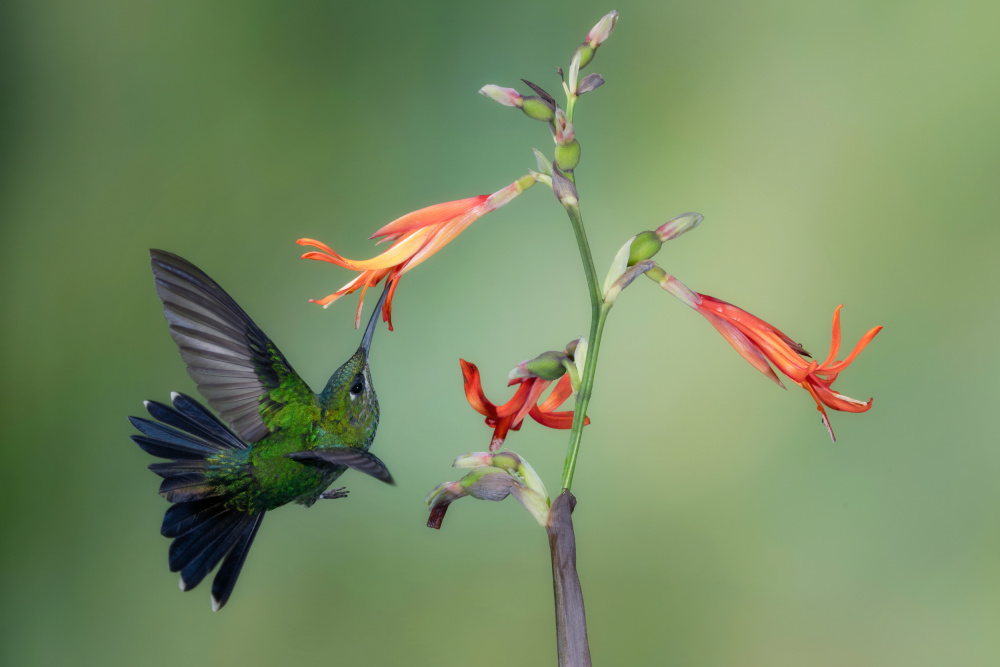 A Green-crowned Brilliant von sheila xu