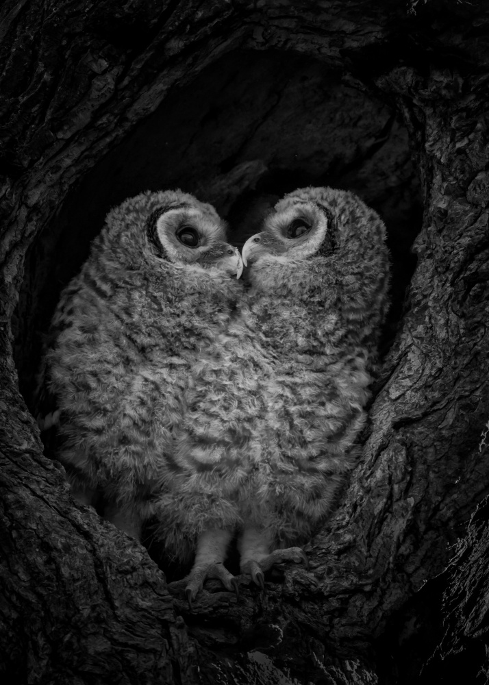 A pair of owlets von sheila xu