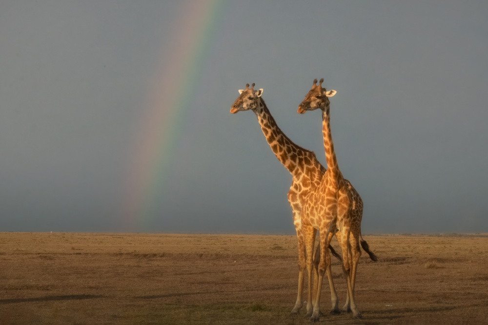 A pair of Giraffes under the rainbow von sheila xu