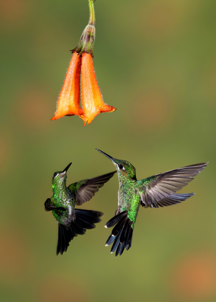 A pair of Green-crowned Brilliant Hummingbirds von sheila xu