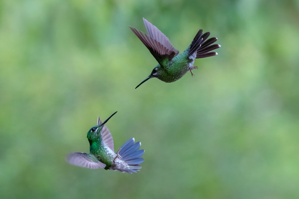 A pair of Green-crowned Brilliant Hummingbirds von sheila xu