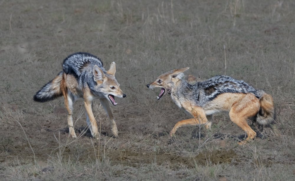 A pair of SilverBack Jackals von sheila xu