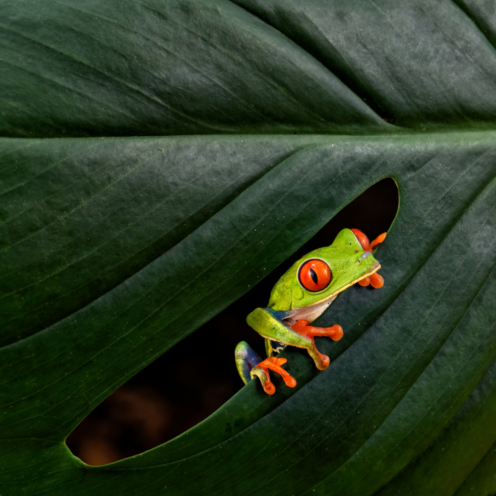 A Red-eyed Tree Frog von sheila xu