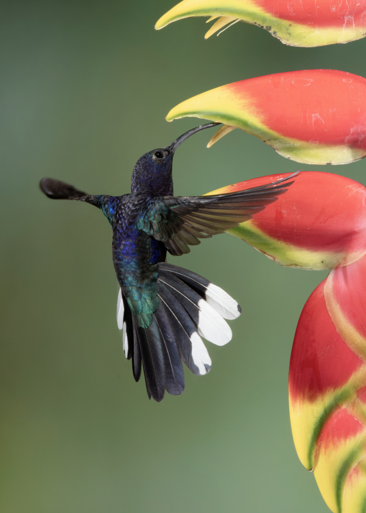 A violet sabrewing von sheila xu