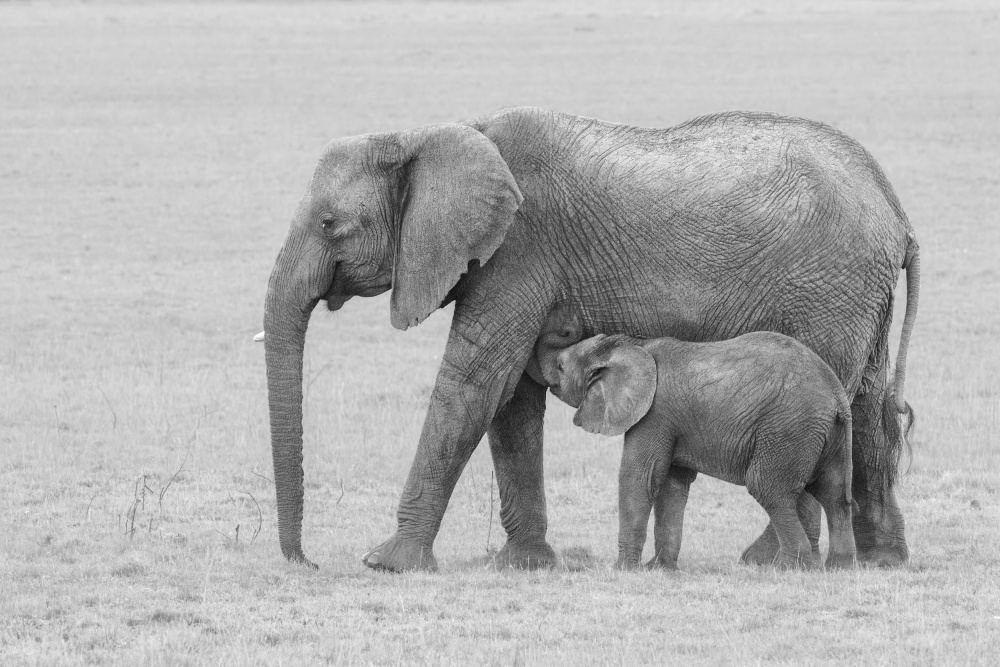 Its feeding time! von sheila xu