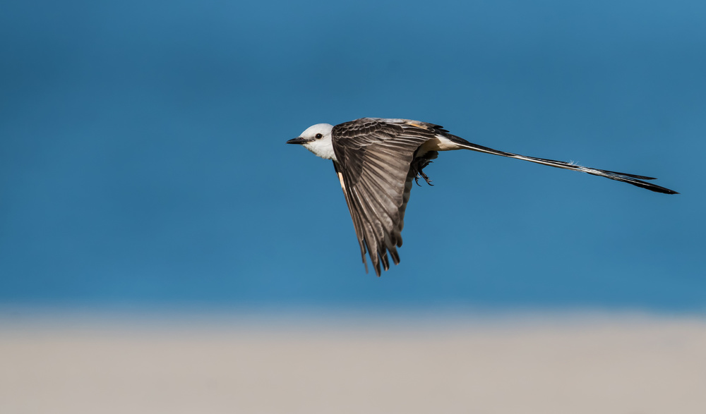 Scissor-tailed flycatcher von sheila xu