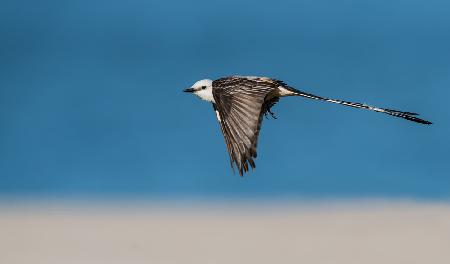 Scissor-tailed flycatcher