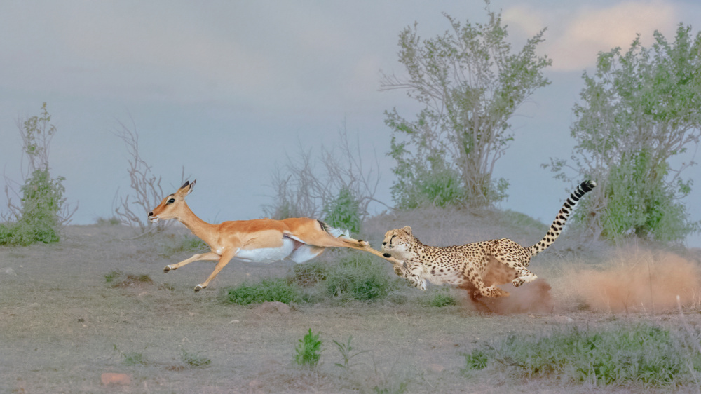 Cheetah Hunting von sheila xu