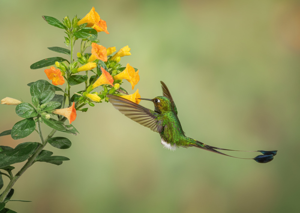 Booted Racket Tail Hummingbird von sheila xu