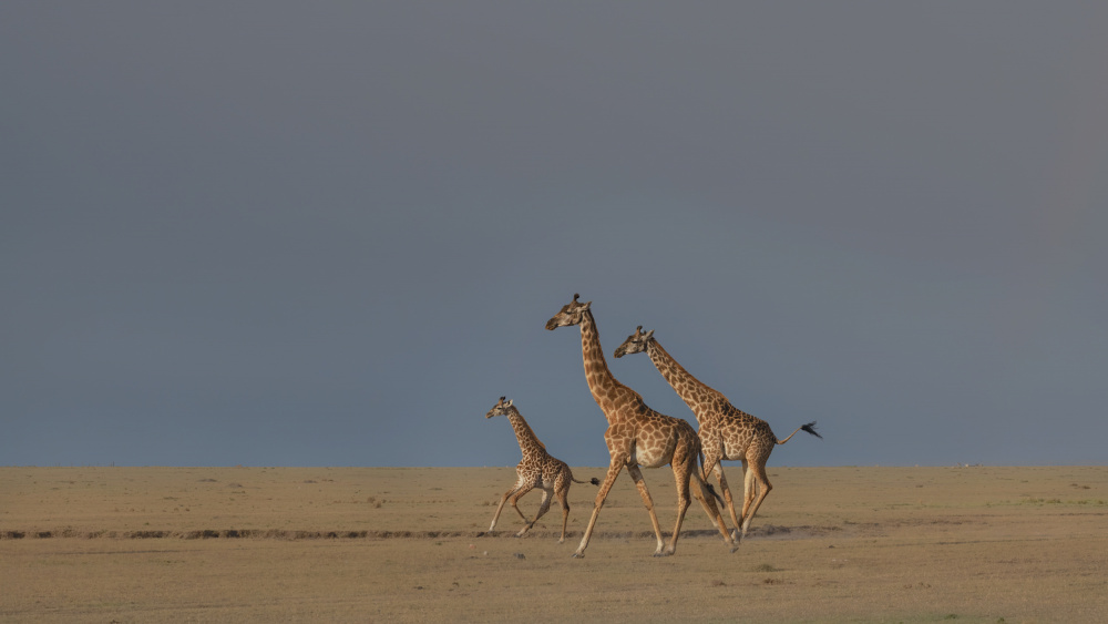 Giraffe family run von sheila xu