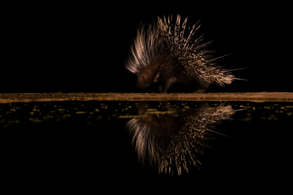 Crested Porcupine and its reflection von sheila xu