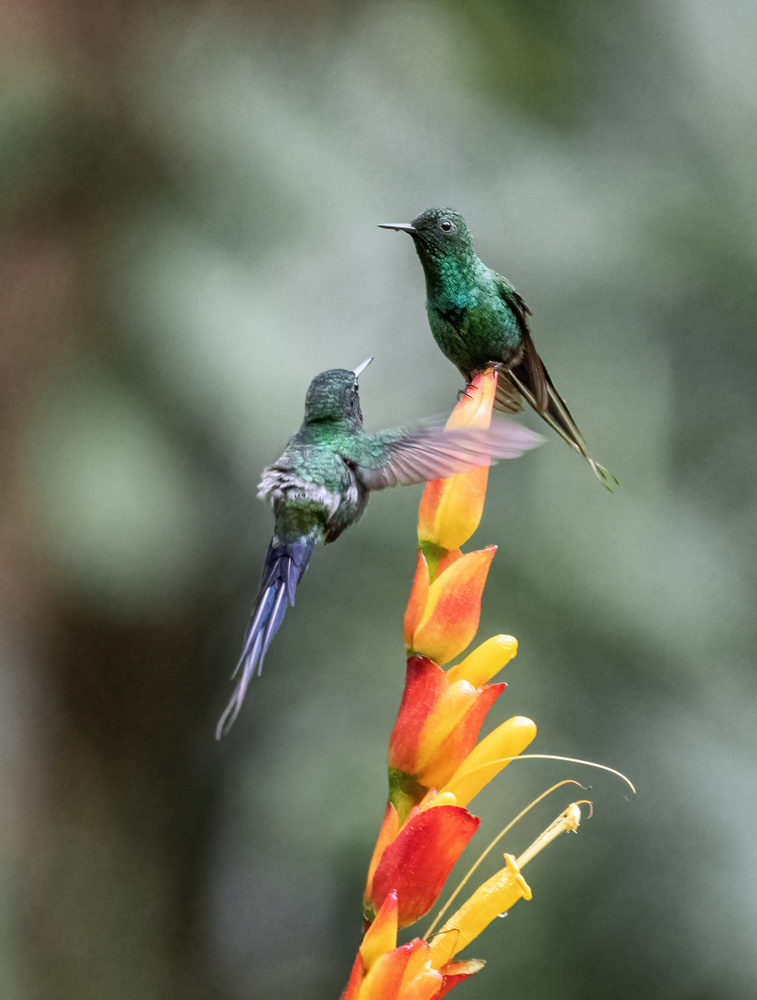 Is it OK to share the flower? von sheila xu