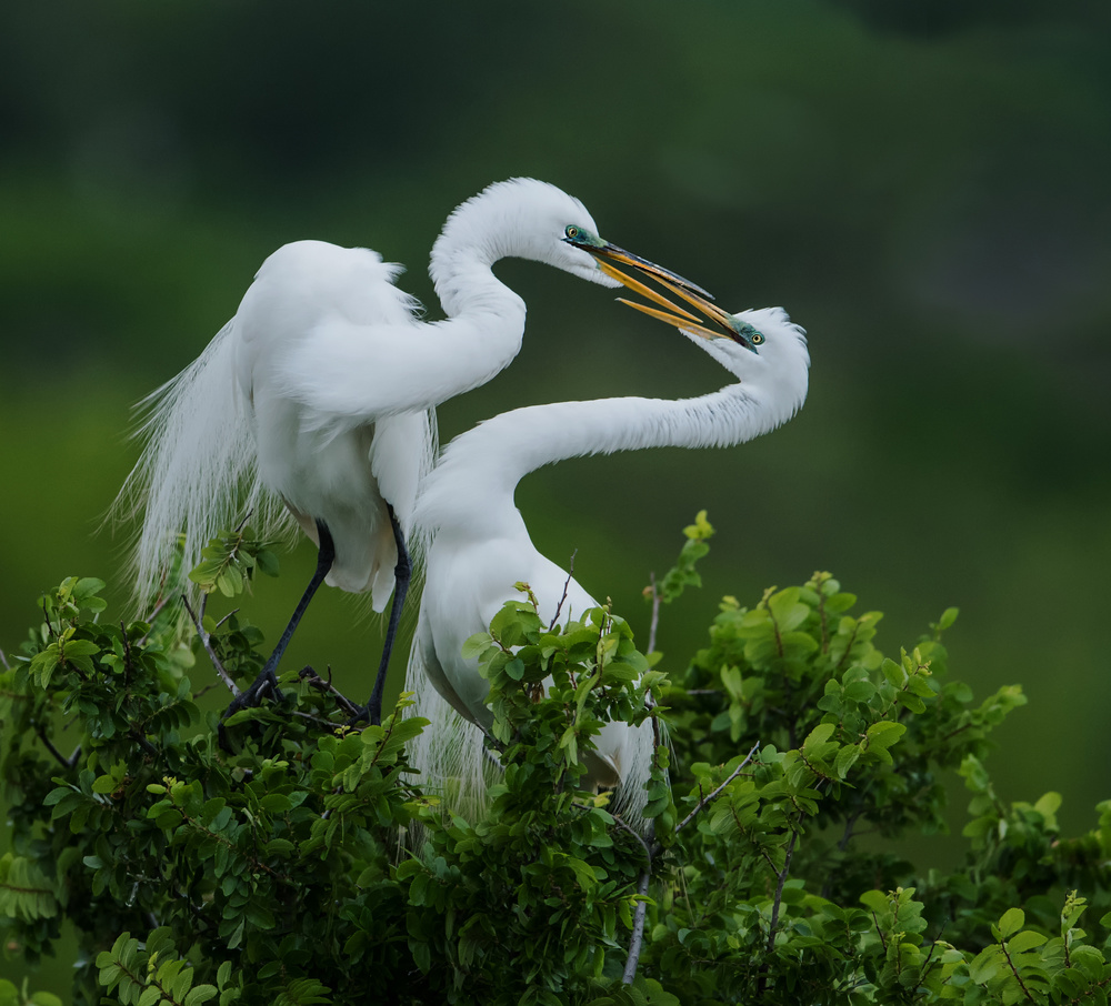 Love is in the air (2) von sheila xu