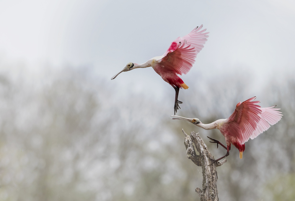 No, not landing on my spoon von sheila xu