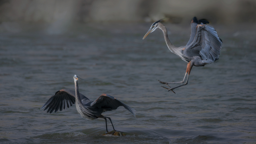 No, Not landing here! von sheila xu