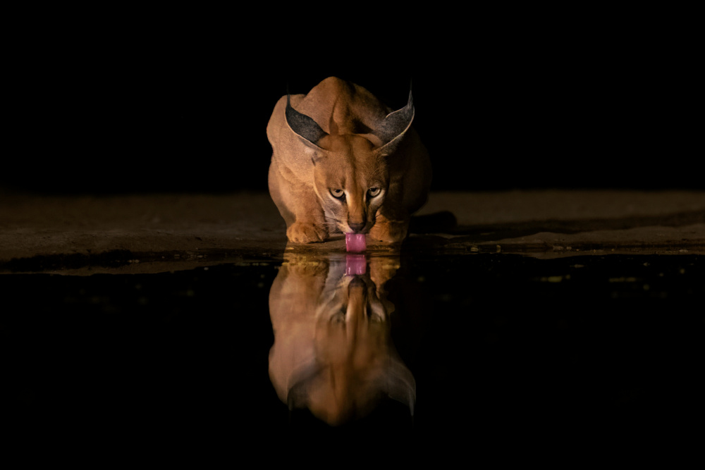 Caracal drinking time von sheila xu