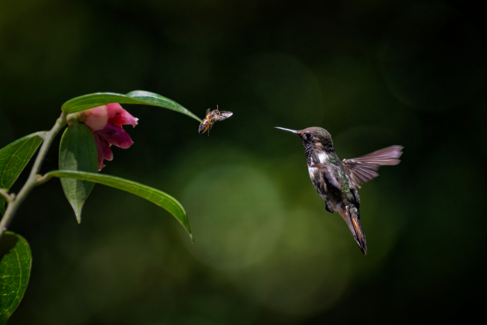 Volcano hummingbird vs Bee von sheila xu