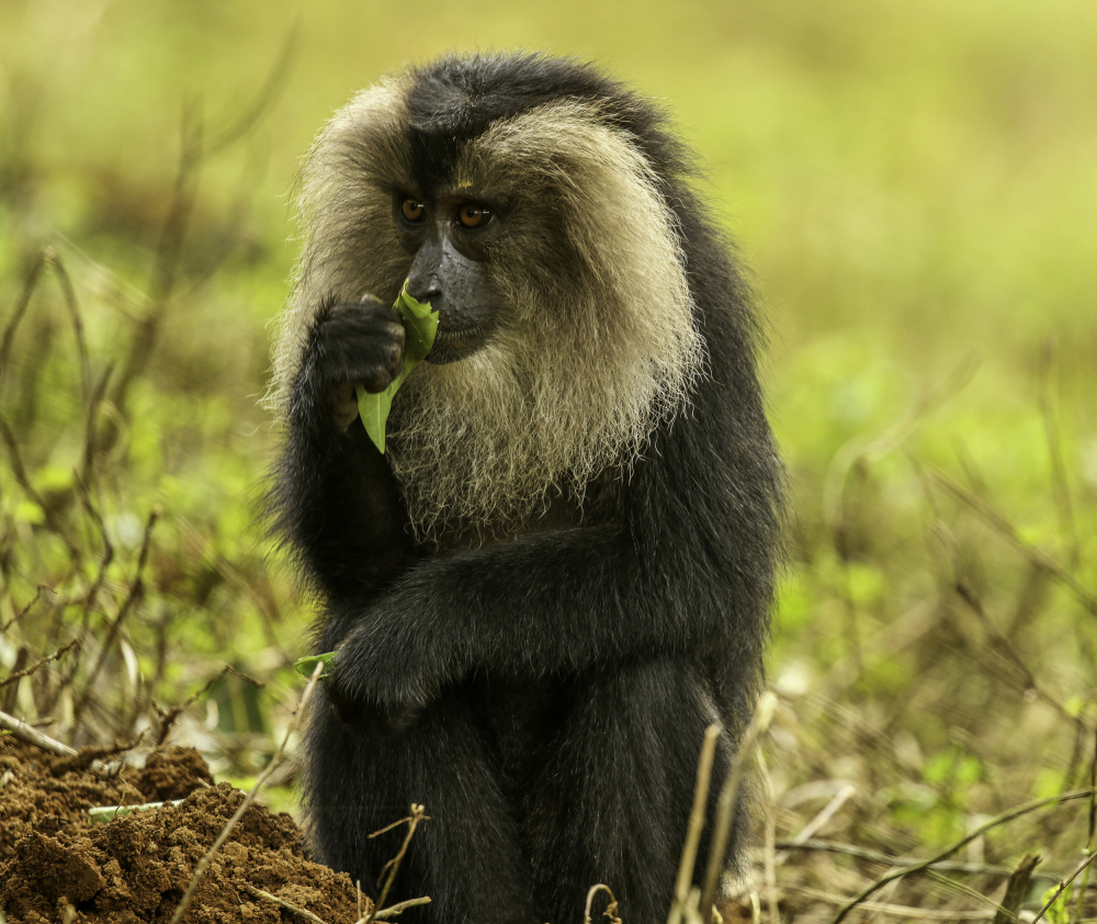 “To chew or not to chew- that is the question!” von Shekhar Naniwadekar