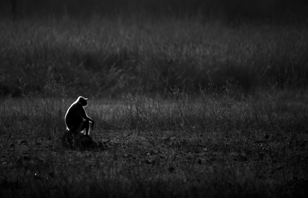 &quot;The Thinker ??&quot; von Shekhar Naniwadekar