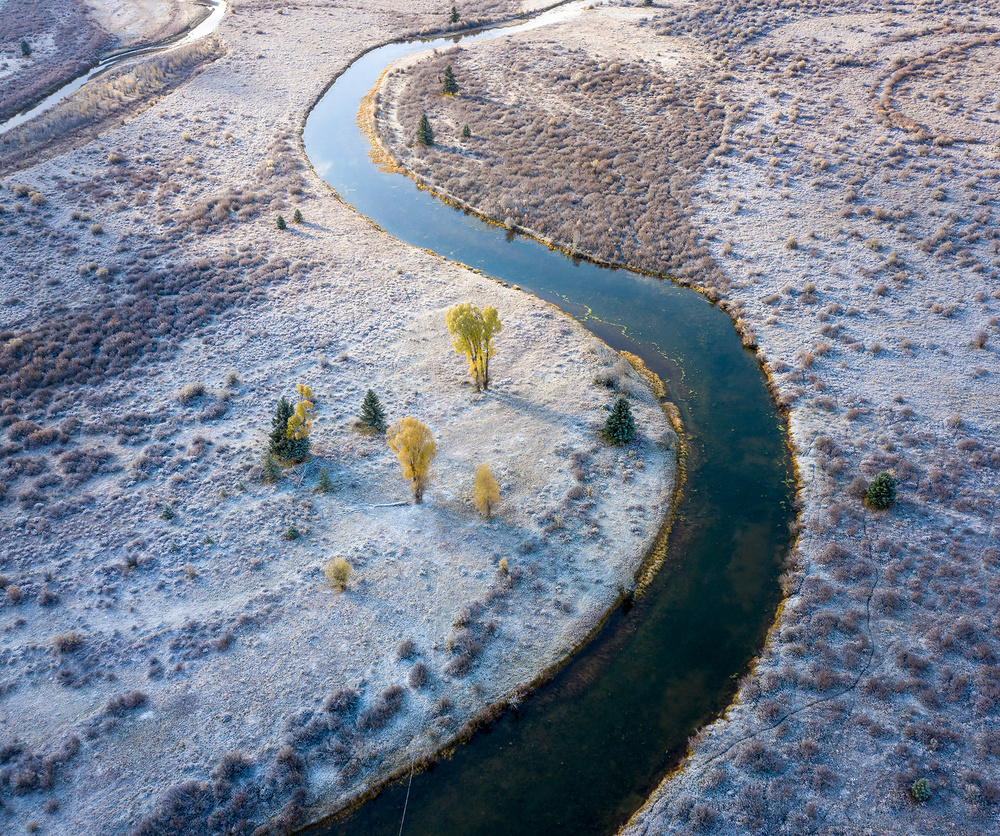 5 Cottonwood trees von Shenshen Dou