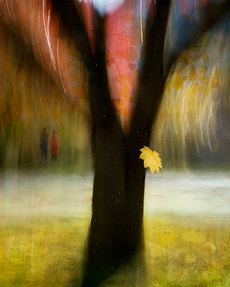 The sound of fall von Shenshen Dou