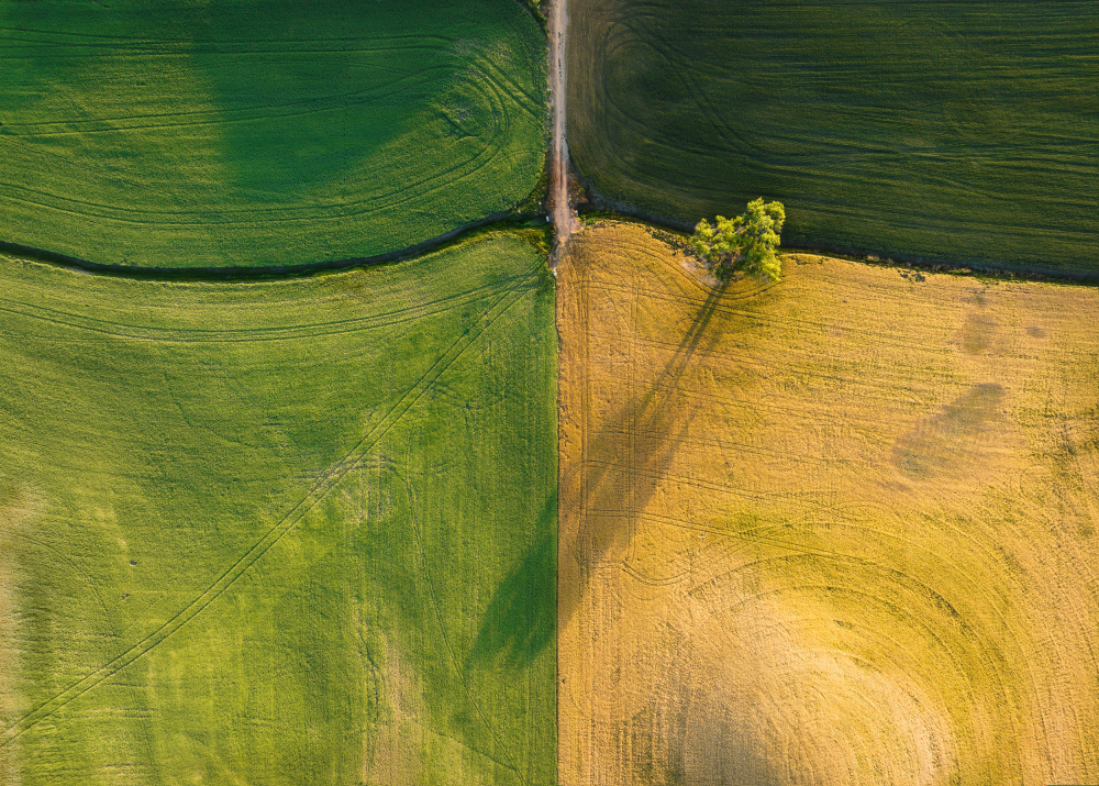 A tree in farm field von Shenshen Dou