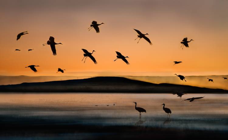 Fly-in at Sunset von Shenshen Dou