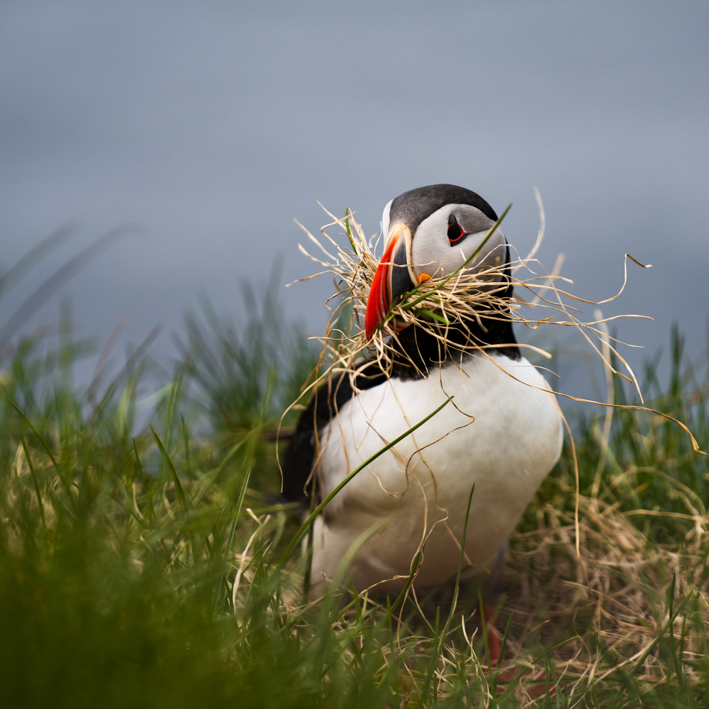 Gathering grass for nest von Shenshen Dou