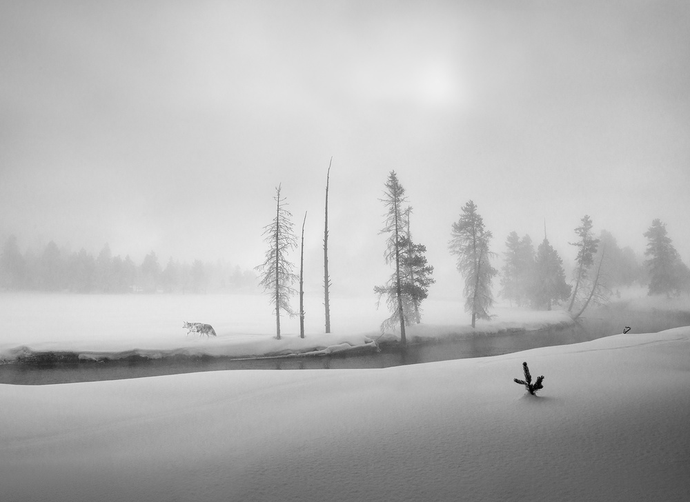 Morning walk von Shenshen Dou