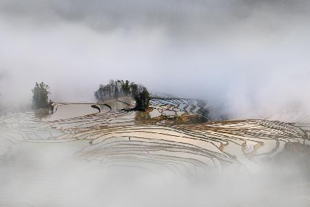 Terrace rice field