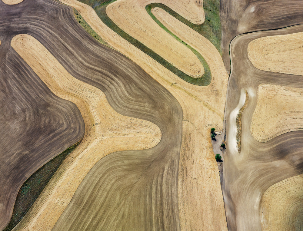 Wheat field von Shenshen Dou