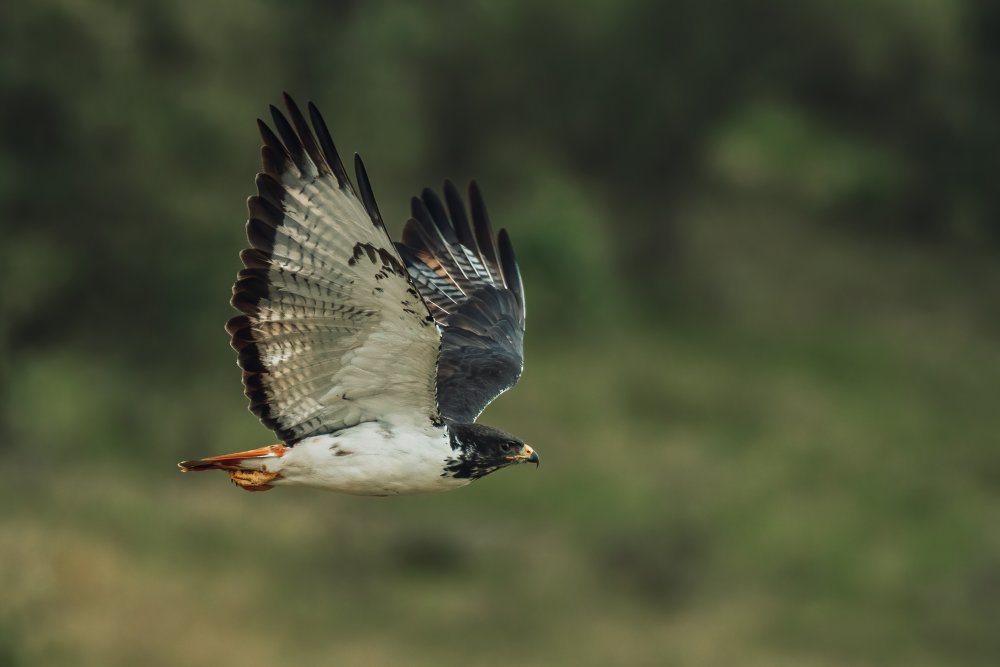 Augur buzzard von Sherif Abdallah