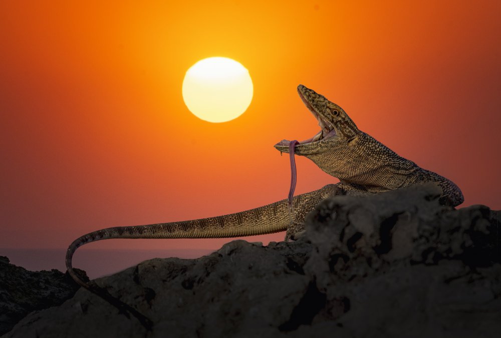 eat the sun von Sherif Abdallah