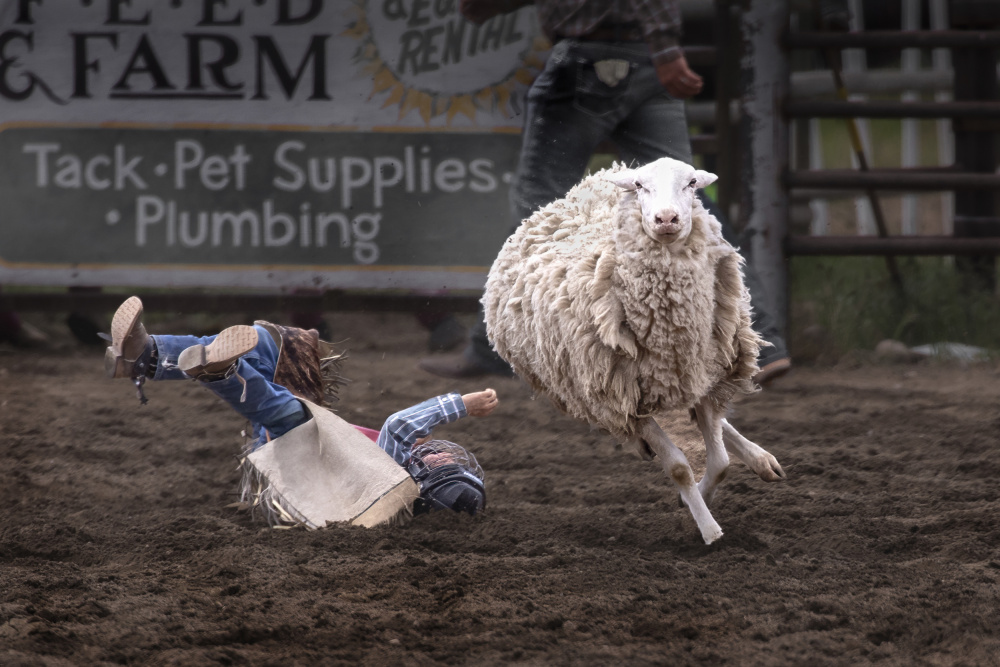 Victor in Mutton Busting von sherry ma