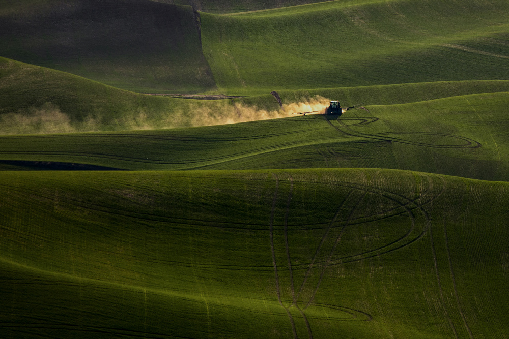 wheat field in Spring von sherry ma