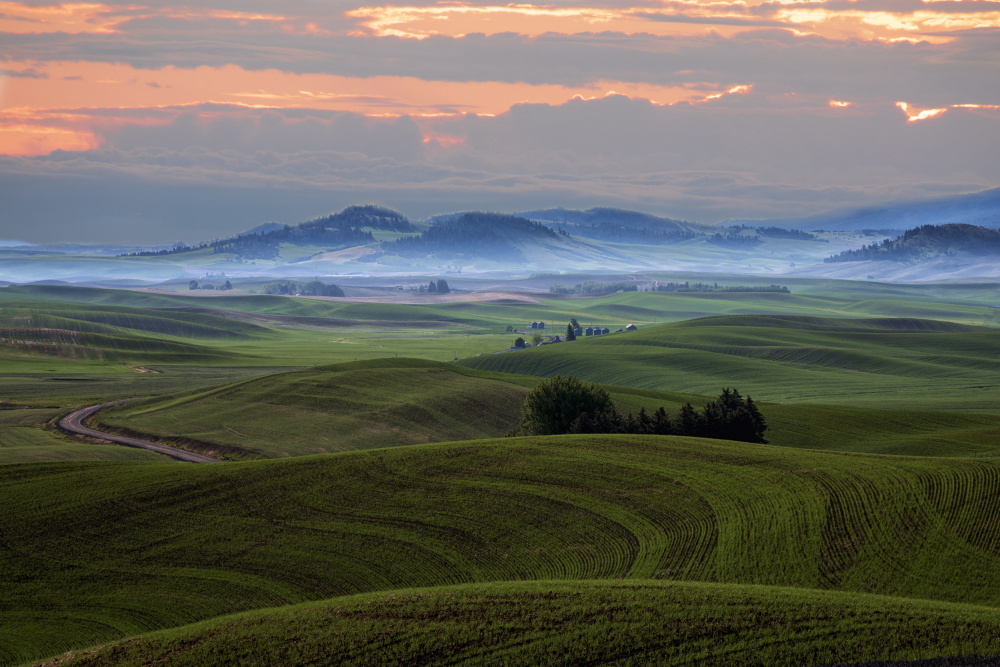 Wheat field in Palouse von sherry ma