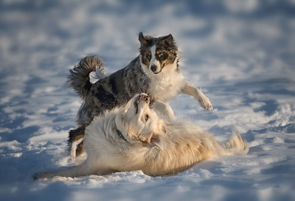 Snow Fun von Shi &amp Wei