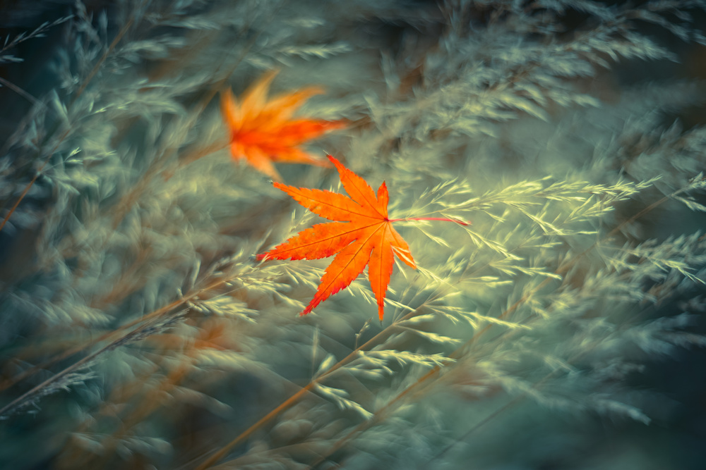 At the End of Autumn von Shihya Kowatari