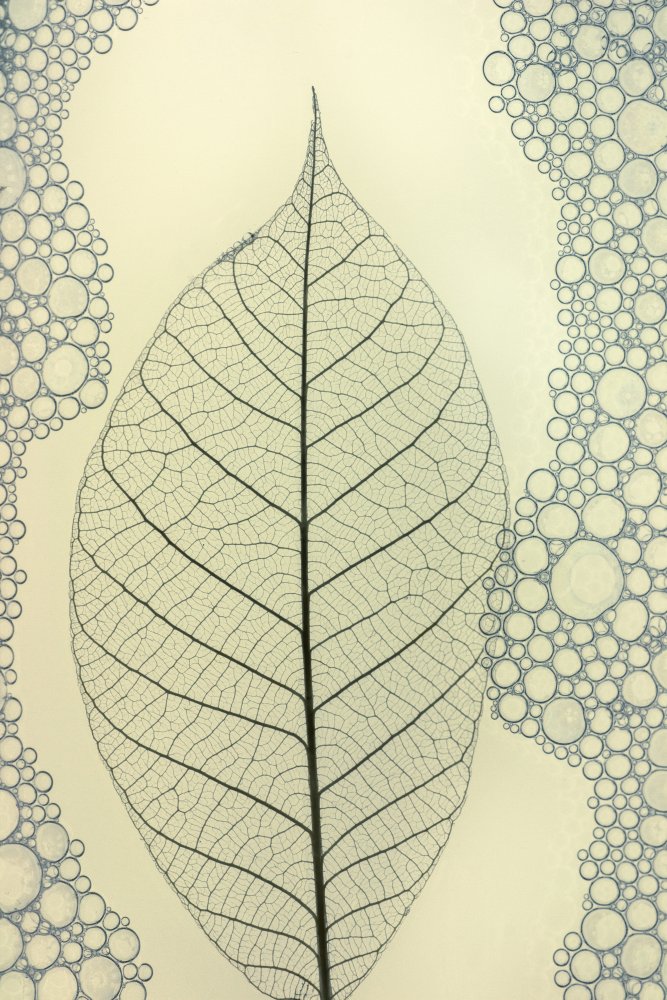 leaf von Shihya Kowatari