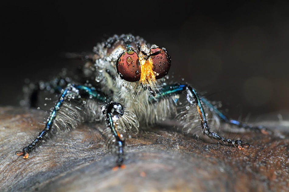 blue robberfly von Shikhei Goh