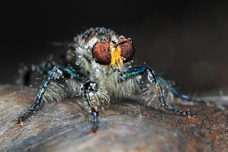 blue robberfly