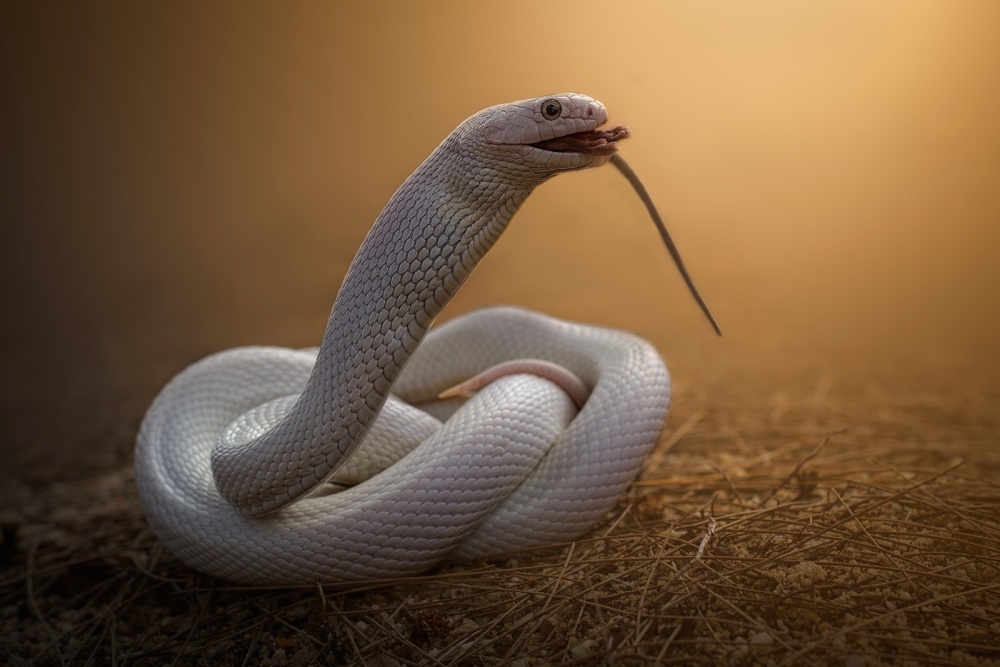 The Legend And The prey von Shikhei Goh