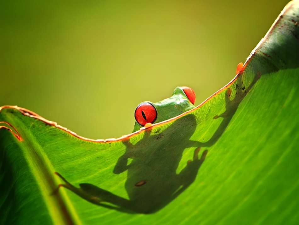 peek a boo von Shikhei Goh